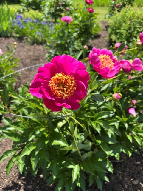Red and yellow peonies